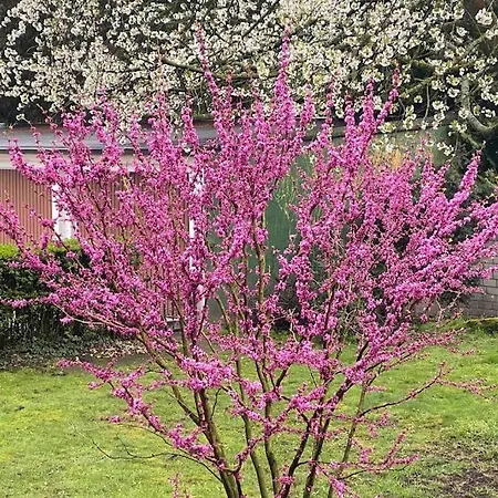 公寓 Zentral In Buer,ruhig,eg,garten,terrasse,garage *