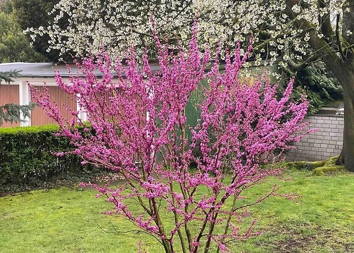 公寓 Zentral In Buer,ruhig,eg,garten,terrasse,garage *